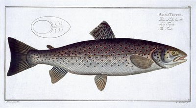 Truite de mer (Salmo Trutta) planche XXI de 